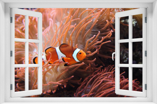 Fototapeta Naklejka Na Ścianę Okno 3D - The ocellaris clownfish (Amphiprion ocellaris) or common clownfish is hiding rose sea anemone, typical behaviour