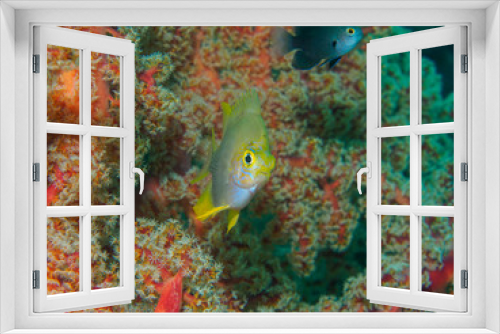 Fototapeta Naklejka Na Ścianę Okno 3D - Tropical fish swimming at near Giant fan coral