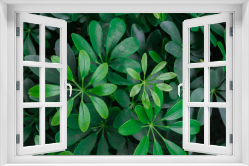 Fototapeta Naklejka Na Ścianę Okno 3D - green leaf background nature