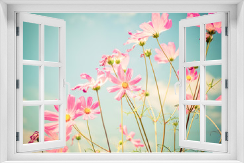 Fototapeta Naklejka Na Ścianę Okno 3D - Cosmos flowers.