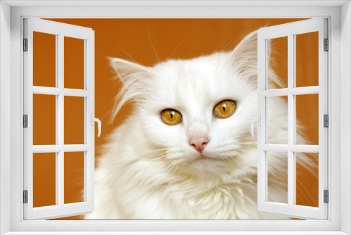 Fototapeta Naklejka Na Ścianę Okno 3D - white cat looks sad. copy space