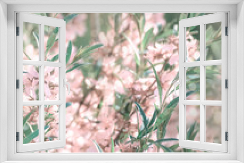 Fototapeta Naklejka Na Ścianę Okno 3D - Pink flowering spring blossom, green lawn background. Beautiful pink spring tender cherry or almond flowers blossom. Pink sharp and defocused flowers blooming tree, sun backlit.