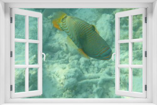 Fototapeta Naklejka Na Ścianę Okno 3D - Fisch Unterwasser Tier Meer Ozean Tauchen Schnorcheln