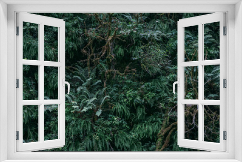 Fototapeta Naklejka Na Ścianę Okno 3D - Green tropical foliage background. Plants and forest jungle leaves 