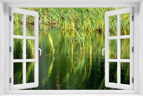 Fototapeta Naklejka Na Ścianę Okno 3D - Beautiful green grass on the lake on a Sunny day