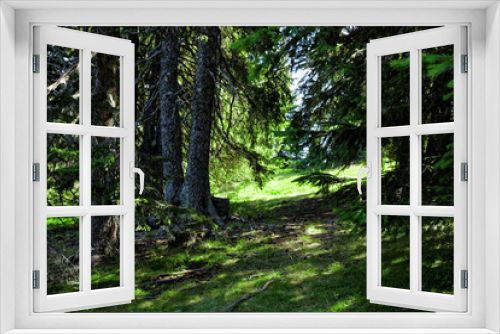 Fototapeta Naklejka Na Ścianę Okno 3D - Beautiful pine forest, Pamporovo, Bulgaria