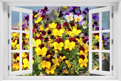 Fototapeta Naklejka Na Ścianę Okno 3D - Blooming yellow purple pansies in spring, Como Italy