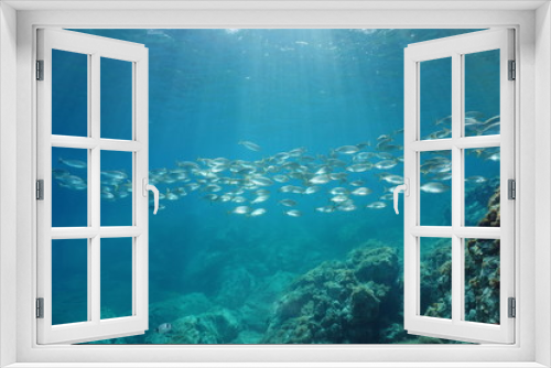 Fototapeta Naklejka Na Ścianę Okno 3D - Spain Mediterranean sea underwater a school of fish seabreams salema porgy, Sarpa salpa, Catalonia, Costa Brava