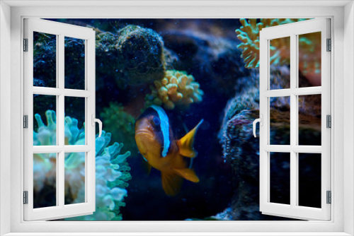Fototapeta Naklejka Na Ścianę Okno 3D - Ocellaris clownfish swimming near an anemona
