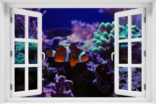 Fototapeta Naklejka Na Ścianę Okno 3D - Clownfish the most popular saltwater fish in aquariums 