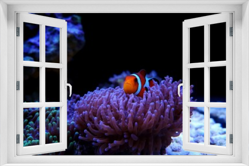 Fototapeta Naklejka Na Ścianę Okno 3D - Clownfish the most popular saltwater fish in aquariums 