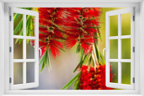 Fototapeta Naklejka Na Ścianę Okno 3D - callistemon flower