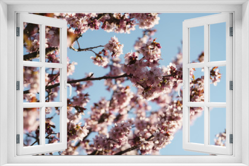 Fototapeta Naklejka Na Ścianę Okno 3D - Tender sakura cherry tree blossom in spring morning