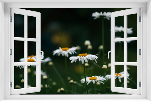 Fototapeta Naklejka Na Ścianę Okno 3D - White camomiles