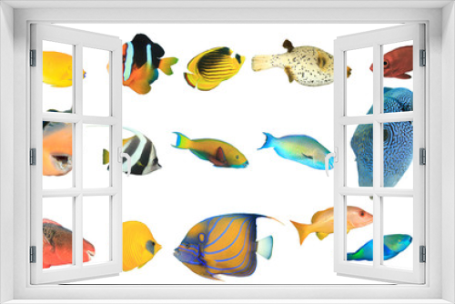 Fototapeta Naklejka Na Ścianę Okno 3D - Reef fish of Indian and Pacific Oceans and Red Sea. Tropical fish isolated on white background