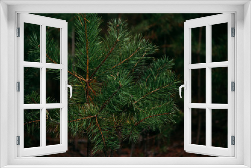 Fototapeta Naklejka Na Ścianę Okno 3D - Branch of coniferous tree