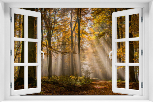 Fototapeta Naklejka Na Ścianę Okno 3D - Wald Hessen Deutschland