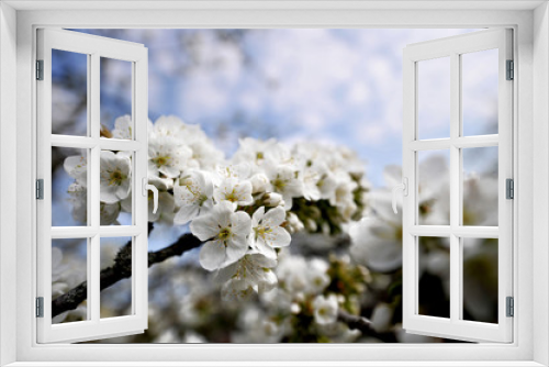 Fototapeta Naklejka Na Ścianę Okno 3D - Kirschblüten im Frühling aufgeblüht vor blauem Himmel mit selektiver Schärfe und Textfreiraum