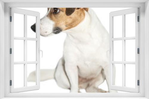 Fototapeta Naklejka Na Ścianę Okno 3D - Cute small dog Jack Russell Terrier sitting and looking at left on white isolated background