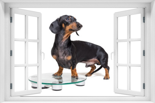 Fototapeta Naklejka Na Ścianę Okno 3D - dog dachshund, black adn tan, on a scales, isolated on white background