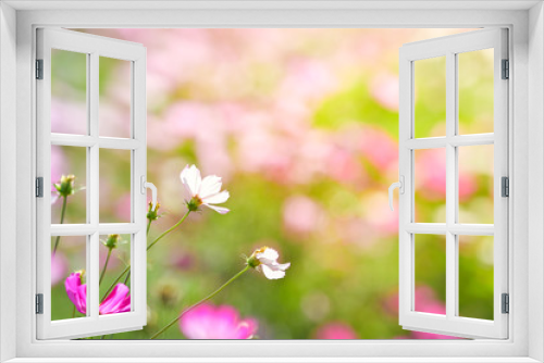 Fototapeta Naklejka Na Ścianę Okno 3D - Pink cosmos flower in cosmos field.