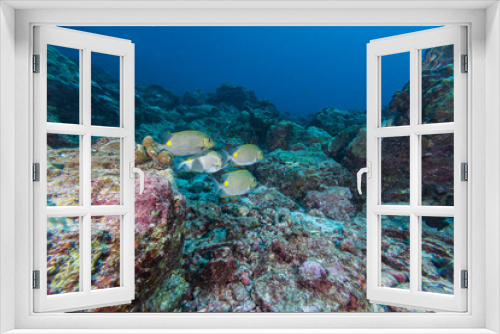 Fototapeta Naklejka Na Ścianę Okno 3D - Underwater of Coral reef and fish