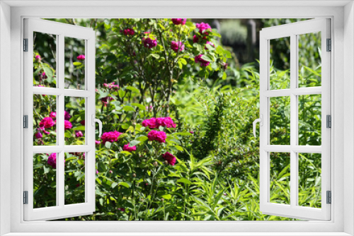 Fototapeta Naklejka Na Ścianę Okno 3D - Rosen im Landhausgarten