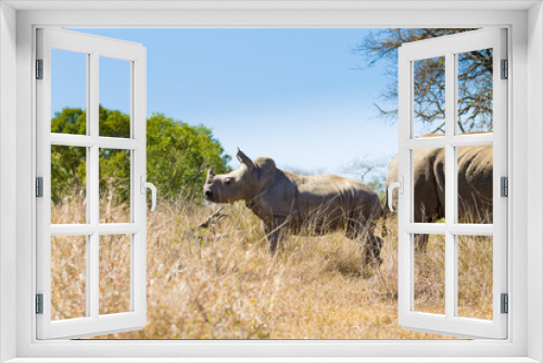 Fototapeta Naklejka Na Ścianę Okno 3D - White rhinoceros with puppy, South Africa