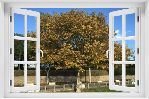 Fototapeta Naklejka Na Ścianę Okno 3D - Herbstbaum