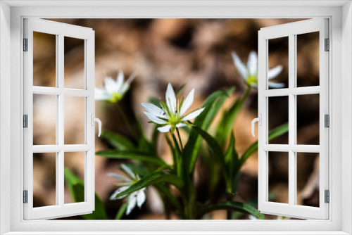 Fototapeta Naklejka Na Ścianę Okno 3D - The spring flowers of GarrI Mountain