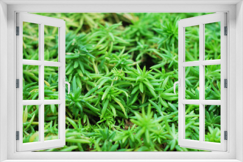 Fototapeta Naklejka Na Ścianę Okno 3D - closeup green grass background