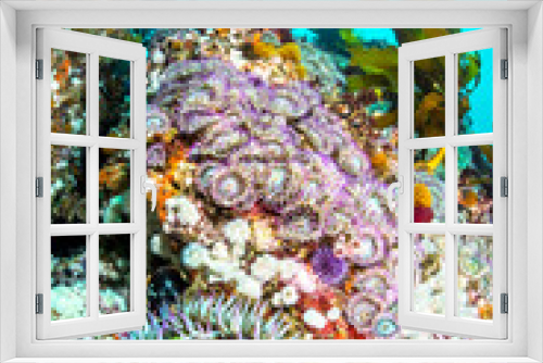 Fototapeta Naklejka Na Ścianę Okno 3D - Aggregate Sea anemone bed on reef.