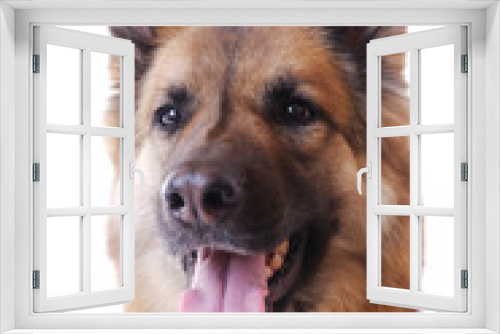 Fototapeta Naklejka Na Ścianę Okno 3D - Schäferhundmischling