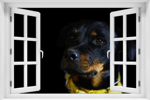 Fototapeta Naklejka Na Ścianę Okno 3D - Rottweiler 