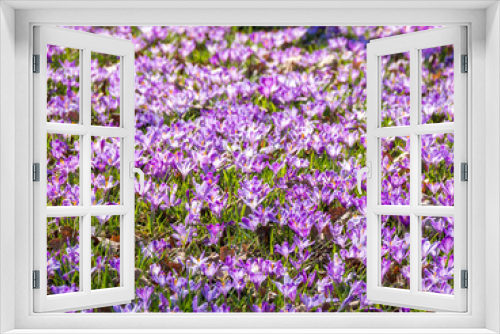 Fototapeta Naklejka Na Ścianę Okno 3D - Carpet of purple crocus flowers