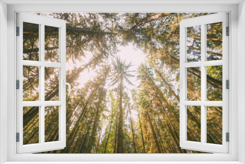 Fototapeta Naklejka Na Ścianę Okno 3D - Autumn Pine Coniferous Forest Trees Woods To Canopy. Bottom View