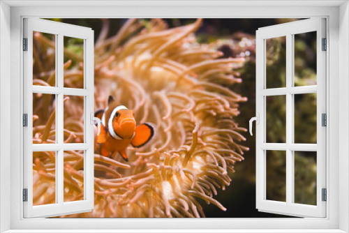 Fototapeta Naklejka Na Ścianę Okno 3D - Korallen