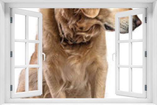 Fototapeta Naklejka Na Ścianę Okno 3D - Golden Retriever dog sitting sad and suspicious