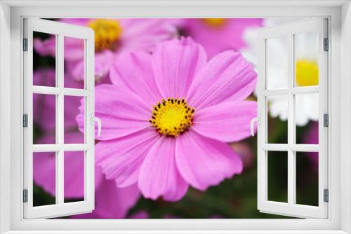 Fototapeta Naklejka Na Ścianę Okno 3D - beautiful blooming cosmos flower background