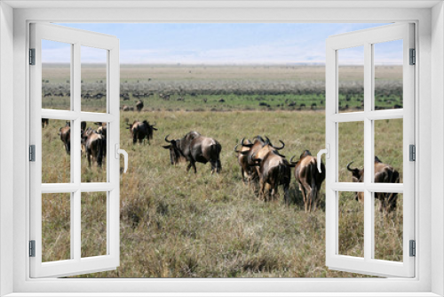 Fototapeta Naklejka Na Ścianę Okno 3D - Wildebeest - Ngorongoro Crater, Tanzania, Africa
