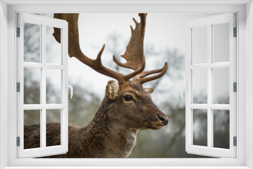 Fototapeta Naklejka Na Ścianę Okno 3D - Fallow male deer in the forest, wildlife of Europe