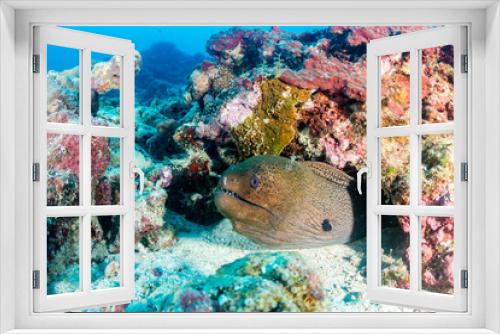 Fototapeta Naklejka Na Ścianę Okno 3D - A giant moray eel on a tropical coral reef