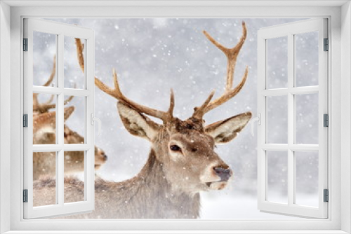 Fototapeta Naklejka Na Ścianę Okno 3D - The red deer (Cervus elaphus)
