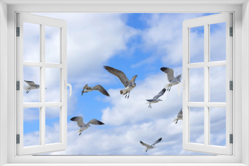 Fototapeta Naklejka Na Ścianę Okno 3D - Bird of the seagull in the sky