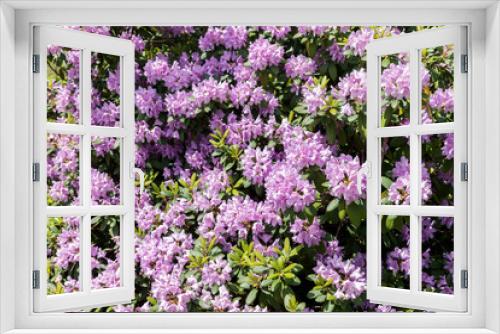 Fototapeta Naklejka Na Ścianę Okno 3D - Beautiful floral background with purple flower of rhododendron