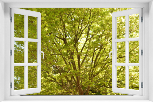 Fototapeta Naklejka Na Ścianę Okno 3D - Fresh sunny green