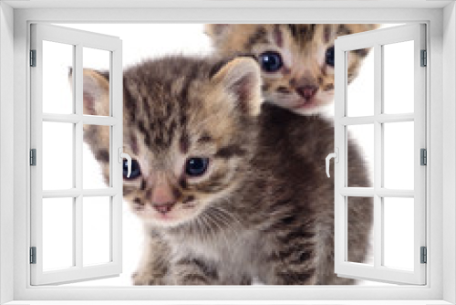 Fototapeta Naklejka Na Ścianę Okno 3D - Two small kittens