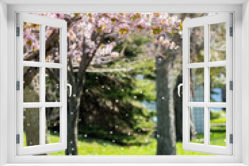 Fototapeta Naklejka Na Ścianę Okno 3D - 桜の花 / 春の出発イメージ