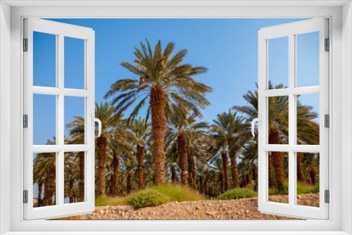 Fototapeta Naklejka Na Ścianę Okno 3D - Date palm trees plantation
