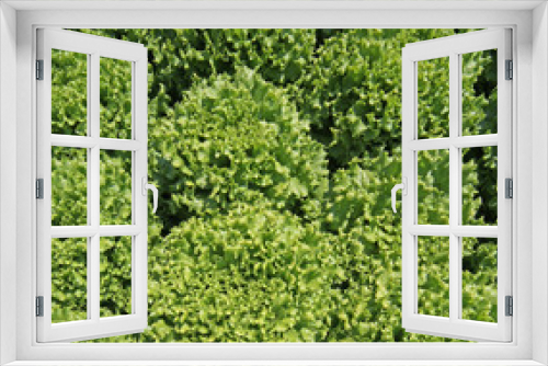 Fototapeta Naklejka Na Ścianę Okno 3D - background of ripe lush  lettuce in summer